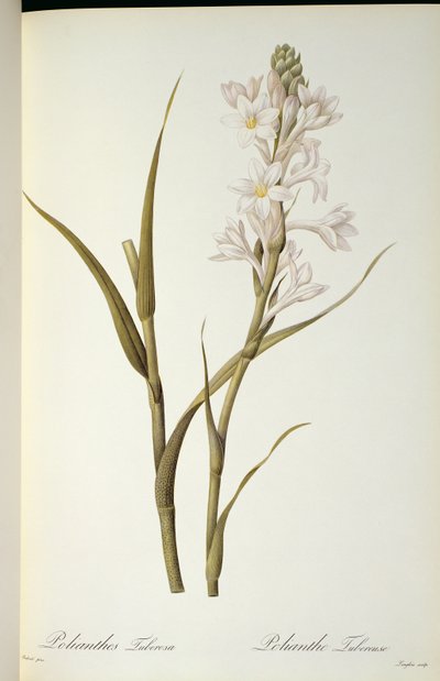 Polianthes Tuberosa, aus 